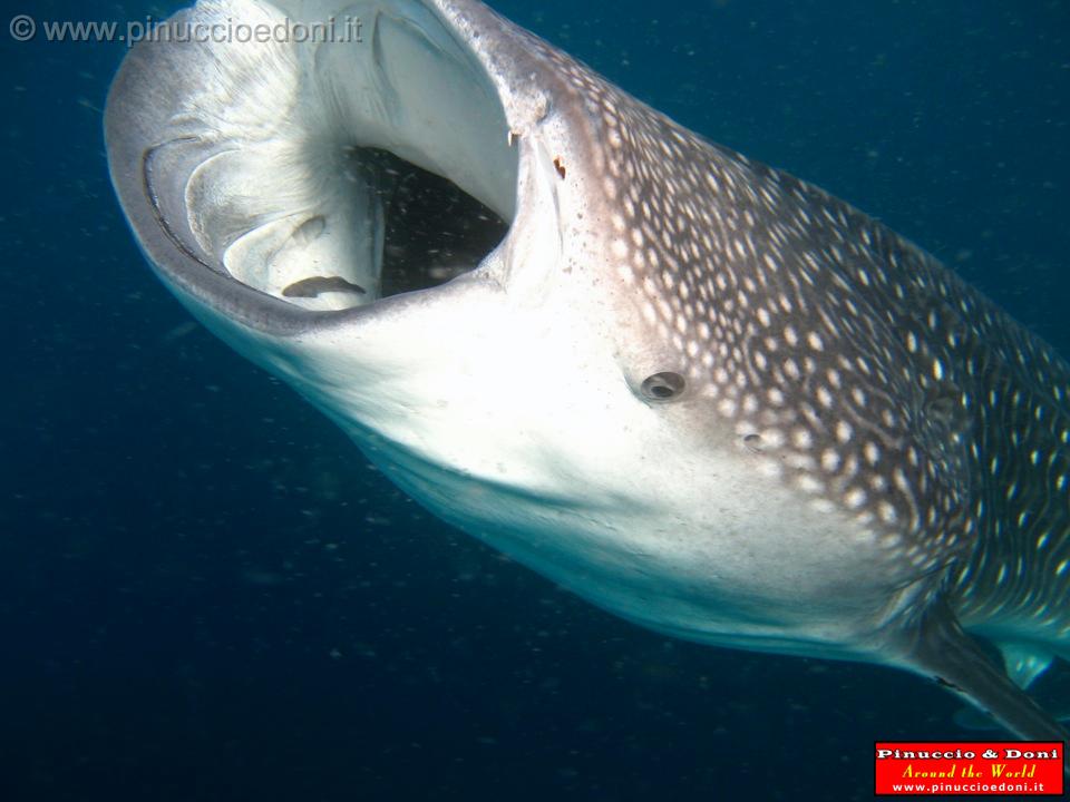 Djibouti - Whale Shark in Djibouti - 13.jpg